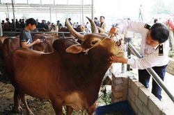 Quyết liệt ngăn chặn nạn 'nhập lậu' trâu, bò