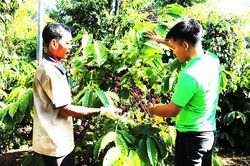 Khuyến nông cộng đồng trong xây dựng vùng nguyên liệu cà-phê ở Tây Nguyên