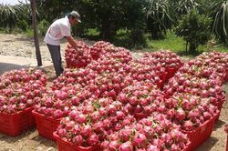 Đẩy mạnh xuất khẩu nông sản sang thị trường Trung Quốc