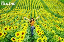 Cánh đồng hoa hướng dương