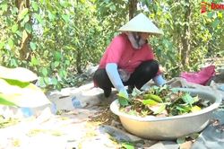 6 năm chỉ thua với lỗ, nông dân không biết sẽ giữ được hồ tiêu thêm bao lâu