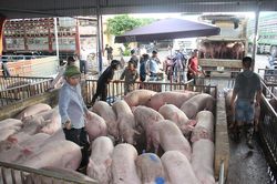 Giá heo hơi hôm nay 12/2: Biến động trái chiều
