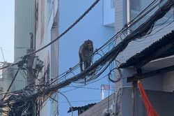 Khỉ đuôi dài 'đại náo' khu dân cư ở TPHCM