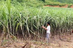 Nông dân Trà Vinh trồng mía lãi 30-40 triệu đồng mỗi hécta