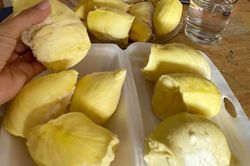 Sầu riêng miền Tây 'bán xô' tại vườn giá 100.000 đồng/kg