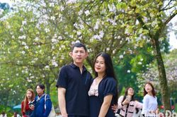 Hoa ban Tây Bắc khoe sắc giữa lòng Thủ đô