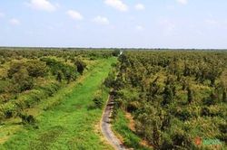 Cà Mau chủ động công tác phòng, chống cháy rừng U Minh Hạ