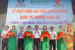 Lần đầu tiên gạo hữu cơ Quảng Trị xuất đi châu Âu với giá kỷ lục