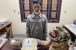 Khởi tố ba đối tượng mua bán 9 bộ da hổ