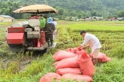 Giá lúa gạo hôm nay 13/2: Doanh nghiệp chuẩn bị cho các hợp đồng mới