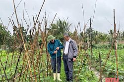 Hiệu quả kinh tế từ mô hình VAC