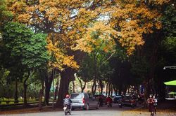 Hà Nội đẹp mơ màng mùa cây thay lá