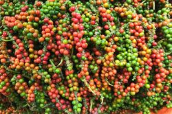 Giá tiêu hôm nay 14/2: Đi ngang, cao nhất ở mức 62.000 đồng/kg