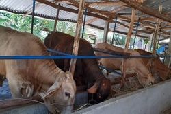 Phú Yên: Triển khai mô hình nuôi bò vỗ béo