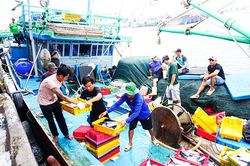 Lại thiếu lao động nghề biển