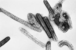 Loại virus sốt xuất huyết gây tử vong đến 80%