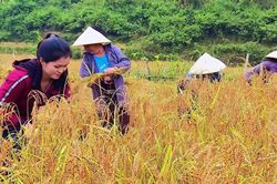 Hàng trăm mô hình giảm nghèo không phát huy hiệu quả tại Thanh Hóa