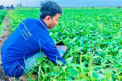 Liên kết trồng rau muống lấy hạt
