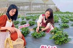 Chàng trai 9X mang dâu tây Đà Lạt về xứ Nghệ