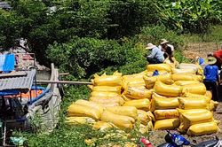 Nông dân trồng lúa thơm miền Tây thu lãi cao
