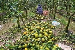 Cam sành rẻ chưa từng có, người nông dân 'đứng ngồi không yên'