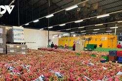Nông sản xuất khẩu đang gặp khó