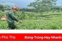 Yên Lập: Tập trung phát triển cây gỗ lớn, cây dược liệu