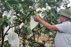 Kinh tế Nông nghiệp - Nông thôn Nhân rộng và phát triển các mô hình sinh kế giảm nghèo