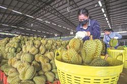 Tính toán kim ngạch tỷ đô cho xuất khẩu sầu riêng vào Trung Quốc