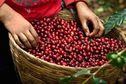 Giá cà phê thế giới có nhiều tín hiệu tăng trở lại