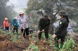 Yên Bái nhộn nhịp trồng rừng vụ Xuân