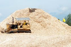 Nhu cầu dăm gỗ từ các thị trường xuất khẩu chính dự báo tiếp tục tăng
