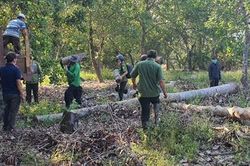 Đồng Nai: Khởi tố vụ khai thác gỗ bất hợp pháp tại rừng phòng hộ