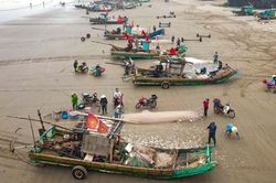 Ngư dân xứ Thanh được mùa cá trích