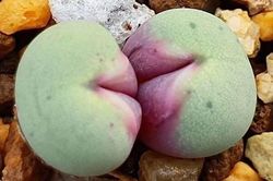 Loài cây có hình dạng giống 'đôi môi kiều nữ' ai cũng yêu