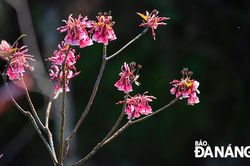 Mùa hoa đào chuông khoe sắc trên đỉnh Bà Nà