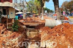 Gia Lai yêu cầu tạm dừng thi công công trình chỉnh trang vỉa hè để bảo vệ cây xanh