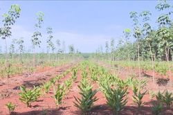 Bình Phước: Ngăn chặn cầm cố, bán đất canh tác vùng đồng bào dân tộc thiểu số