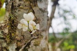 Đời sống Đời sống Hoa mận trên vùng cao A Lưới