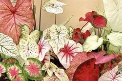 Trời ẩm thấp, trồng 3 cây cảnh này để diệt vi khuẩn, đơn giản thiết thực, cả nhà khỏe mạnh