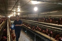Lãnh đạo huyện Thanh Oai khẳng định: Huyện không có nhu cầu 'giải cứu' trứng gà