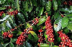 Giá cà phê hôm nay 20/2: Thị trường trong nước không có biến động