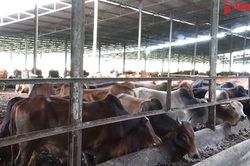 Ở trang trại bò lớn nhất Đồng Nai