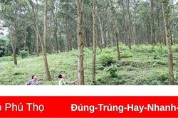 Phát triển lâm nghiệp theo hướng bền vững