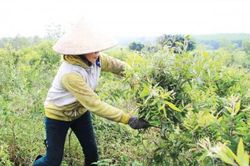 Kinh tế Nông nghiệp - Nông thôn Hướng mở từ cây dược liệu trên vùng đất khó