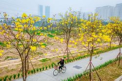 Hàng cây phong linh nở hoa vàng rực rỡ giữa lòng Thủ đô