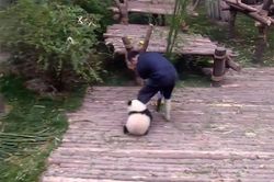 'Cười ngất' với hành động 'làm nũng lầy lội' của gấu trúc con