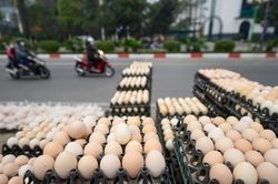 Sự thật đằng sau trứng gà 'giải cứu' siêu rẻ đầy vỉa hè