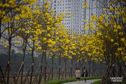 Ngắm nhìn con đường hoa phong linh vàng rực rỡ ở Thủ đô