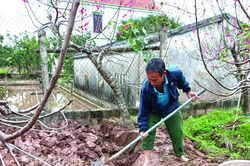 Dịch vụ chăm sóc đào sau Tết ngày càng đông khách
